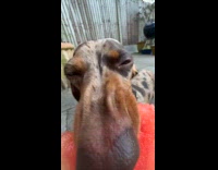 Collab BitchMP - Brown dog ASMR eating watermelon 