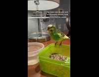 Collab BitchMP - Green bird walks into home adopted
