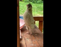 Quail bird stand and make sound slow motion