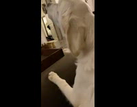 Dog howling while black cat stares on tv stand