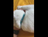 White Kitten Plays with Hand on Bed 