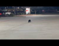 Wild otter run away from car night