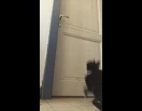 Black white cat jumps door handle leaves 