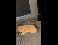 Puppy rolls over enjoys feeling the bed