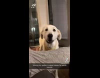 Collab BitchIG2 - White dog whining because it wants biscuits on plate