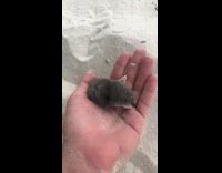 Collab BitchIG2 - Black mole trying to dig into hand sand