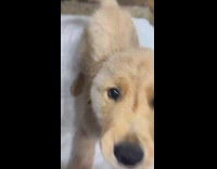 Puppy needs attention and validation