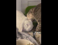 Collab Clips MPUGC - Cat grooming white rabbit suddenly bites ear 