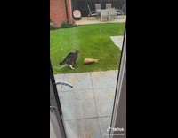 Cat attacks cat statue in the yard 