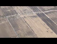 Plane fly over mass migration of birds