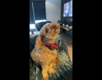 Dog hears music then emotionally howls to the music