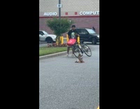 Collab winy - Hawk on parking lot caught a rat