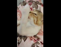 Cat on bed lick arm and chest