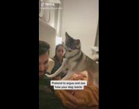 Dog bites man for arguing with wife