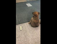 Brown puppy bites and licks glass wall 