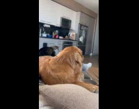 Dog got excited seeing cat staring back