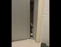 Grey cat tries to go inside restroom 