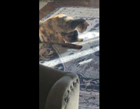 Collab Clips MPUGC - Cat wrestles dog on floor 