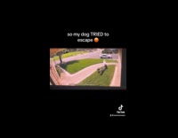 Collab VIBES - Woman fall down try to catch escaping dog