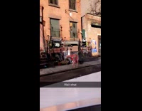 White dog with red dye walks around 