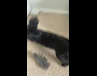 Black dog play with grey blanket bed