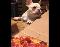 small white dog barking for not getting any pizza
