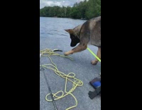 German shepherd dog looks at flopping fish 