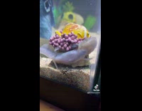 Axolotl dance stuck in tank decoration tiktok