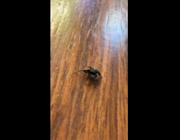 Collab Clips MPUGC2 - Jumping spider crawling on office railings