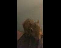 Rescued baby squirrel on the shoulder of filmer