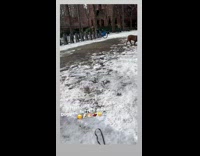 Guy playing guitar has ferret inside case 