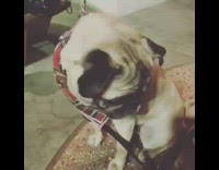 tan pug wearing in n out hat and dropping it boomerang 