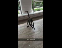 Collab PubityPets - Two monkeys run and grab guys leg