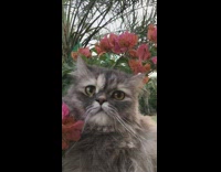 Grey cat pink flower plant brown eyes 
