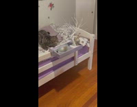 Cat eats food in purple white bed 