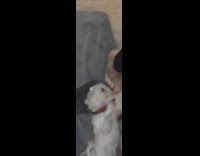 Small white dog stands licks barefoot foot  