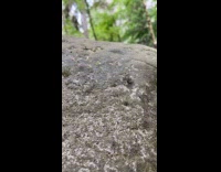 Small green caterpillar crawls on the rock