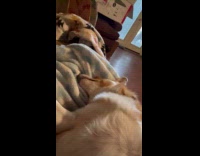 Dog on couch sleeps over the blanket 