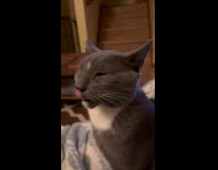 Cat trying to eat air 