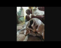 dog howls under dog bone blanket