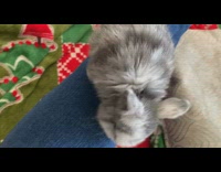 Grey white bunny jumps on leg 