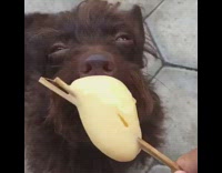 Brown dog eats yellow ice cream treat