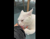 Collab PLC - White Cat Holds Persons Hand as it Licks it
