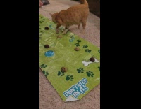 Orange cat try to hide poop game