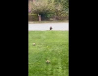 Collab KaleSaladIG - Girl front of house chased by goose