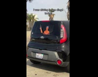 Tupac decal with arm on windshield wiper so it moves when wipes