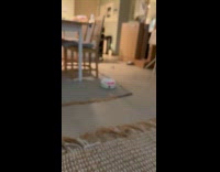 Woman peeks on sofa while cat approach 