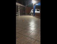 Collab Pets For All - Dog plays fetch pink donut squeaky toy 