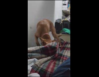 Guy help brown dog get under blanket