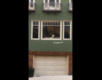 Compilation of pets looking out the window